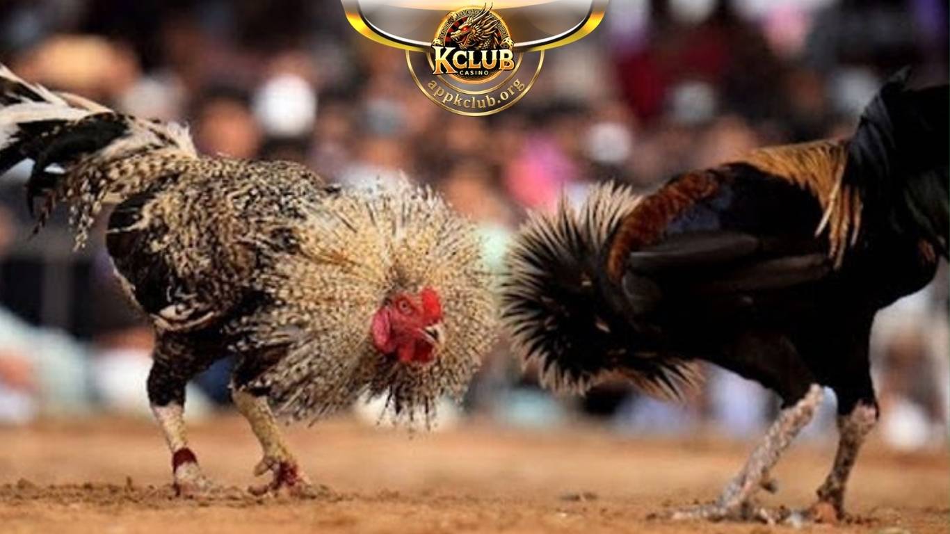 Cách đặt cược đá gà Kclub siêu đơn giản Cách đặt cược đá gà Kclub siêu đơn giản